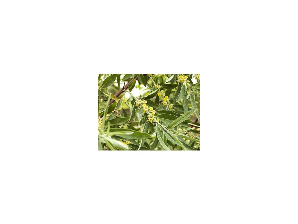 Elaeagnus angustifolia  Hlošina úzkolistá