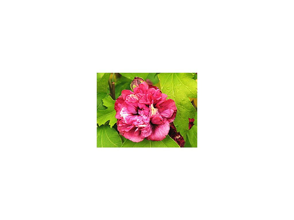 Hibiscus syriacus ´Duc de Brabant´  Ibišek syrský ´Duc de Brabant´