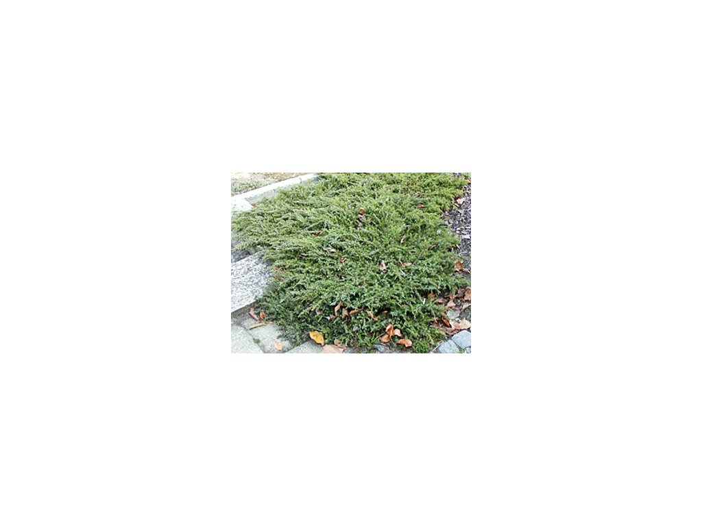 Juniperus communis ´Green Carpet´  Jalovec obecný ´Green Carpet´