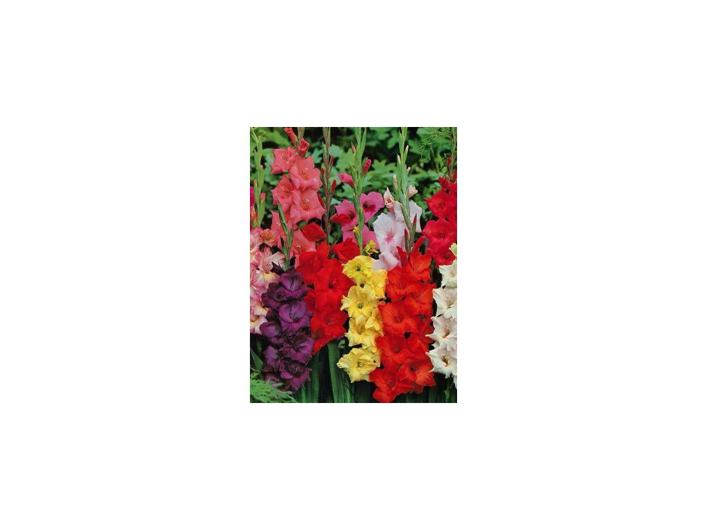Velkokvěté gladioly - směs barev (50 ks)  Velkokvěté mečíky - směs barev