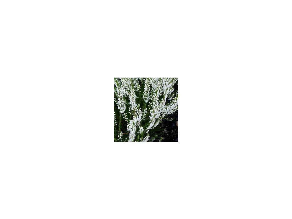 Calluna vulgaris 'Alba' - bílá  Vřes obecný 'Alba'