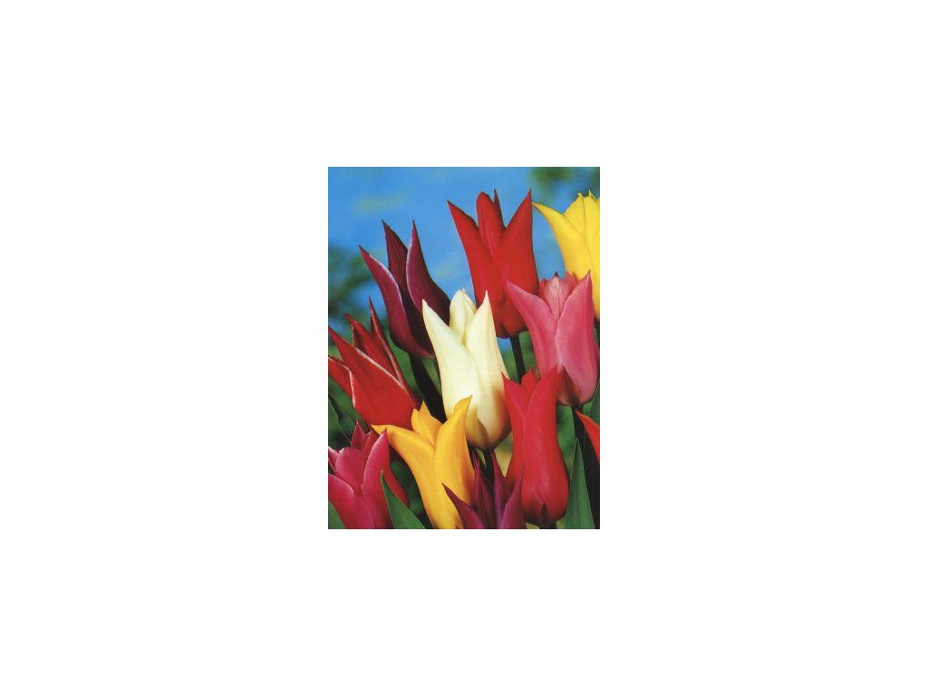 Tulipa liliflora - směs barev (8 ks)  Tulipán liliokvětý - směs barev
