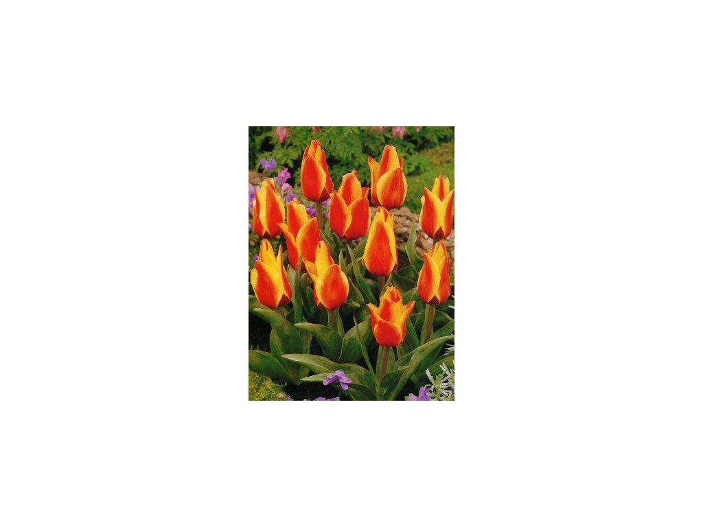 Tulipa Greigii Cape Cod (10 ks)  Tulipán Greigii Cape Cod