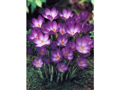 Crocus Ruby Giant (20 ks)  Šafrán (Krokus) Ruby Giant