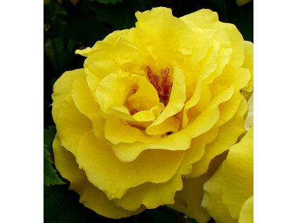 Rosa Golden Delight - polyantka (sadová, mnohokvětá)  Růže mnohokvětá Golden Delight (sadová)