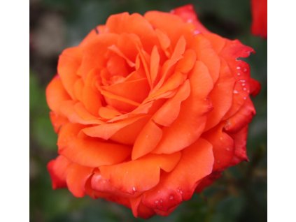 Rosa oranžová - pnoucí  Růže pnoucí sunrise