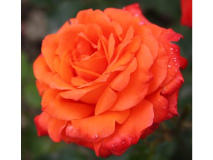 Rosa sunrise - pnoucí  Růže pnoucí sunrise