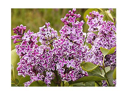 Syringa vulgaris ´Sensation´  Šeřík obecný ´Sensation´