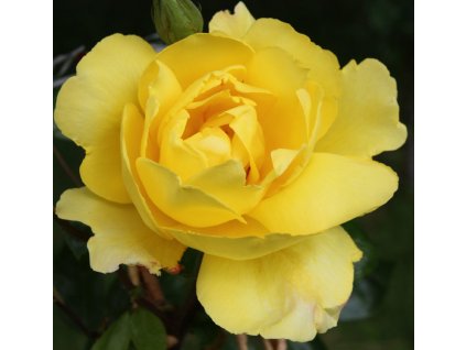 Rosa žlutá - pnoucí  Růže pnoucí Golden Showers