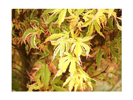 Acer palmatum ´Butterfly´  Javor dlanitolistý ´Butterfly´