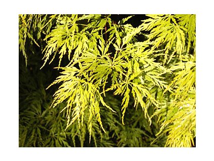 Acer palmatum ´Shishigashira´  Javor dlanitolistý ´Shishigashira´