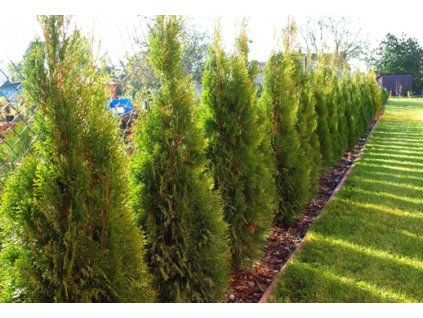 Thuja occidentalis ´Smaragd´ 40 - 60 cm  Zerav západní ´Smaragd´ (Túje smaragdová / Tuja Smaragd / Thuja Smaragd)