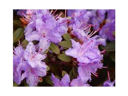 Rhododendron impeditum Ramapo - zakrslý  Zakrslý pěnišník Ramapo