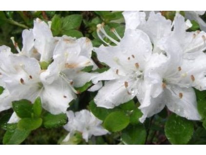 Rhododendron obtusum 'Luzi' - zakrslý  Rhododendron obtusum 'Luzi'