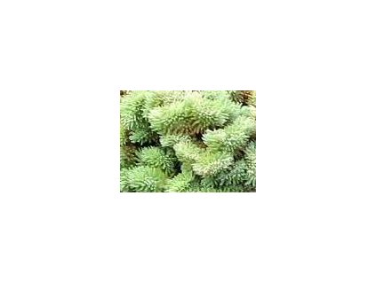 Sedum reflexum  Rozchodník skalní