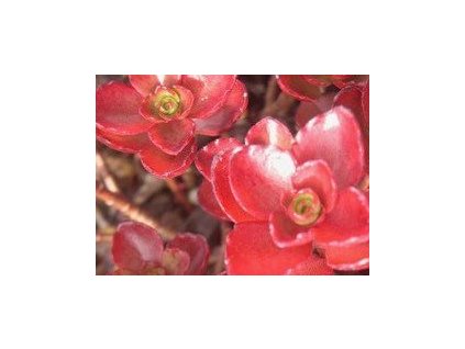 Sedum spurium ´Coccineum´.  Rozchodník nepravý ´Coccineum´.