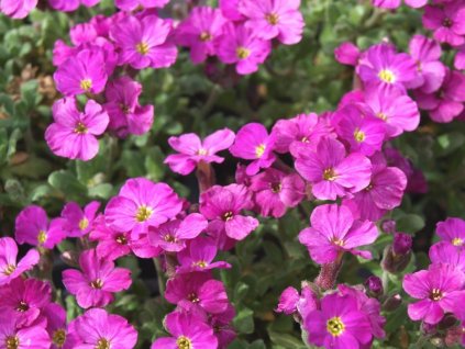 Aubrieta 'Axcent Magenta'  Tařička 'Axcent Magenta'