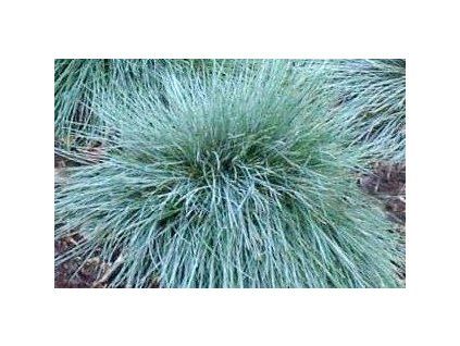 Festuca glauca ´Elijah Blue´  Kostřava šedá