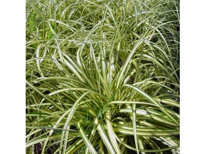 Carex ornithopoda 'Variegata'  Ostřice  ornithopoda 'Variegata'