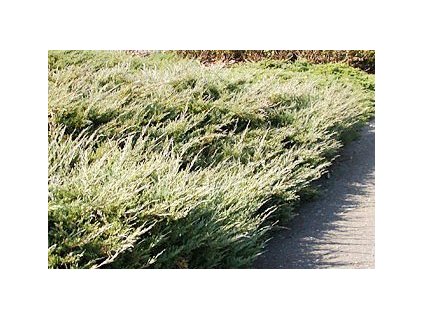 Juniperus horizontalis ´Hughes´  Jalovec polehlý ´Hughes´