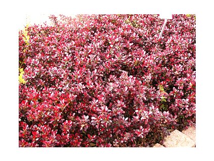 Berberis thunbergii ´Bagatelle´  Dřišťál Thunbergův ´Bagatelle´
