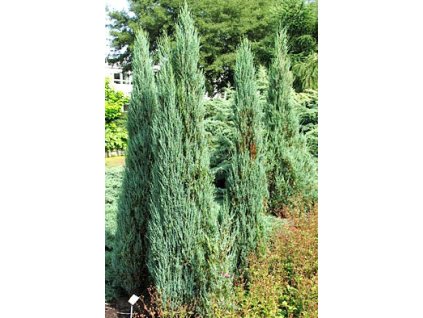 Juniperus scopulorum 'Blue Arrow'  Jalovec skalní 'Blue Arrow'