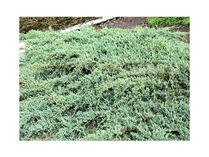 Juniperus virginiana ´Grey Owl´  Jalovec viržinský ´Grey Owl´