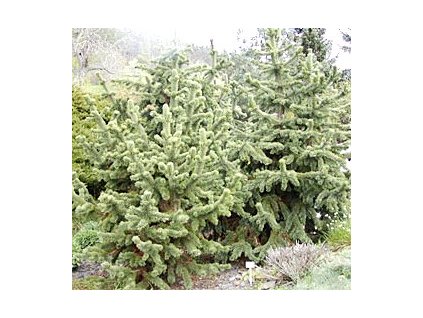 Pinus aristata  Borovice aristata