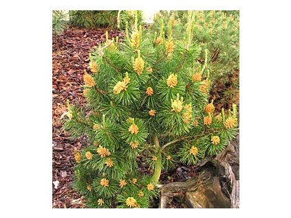 Pinus contorta 'Compacta'  Borovice pokroucená 'Compacta'