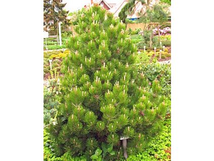 Pinus leucodermis ´Compact Gem´  Borovice pokroucená 'Compacta'