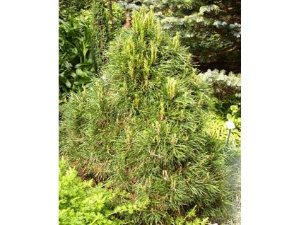 Pinus nigra 'Pygmaea'  Borovice černá 'Pygmaea'