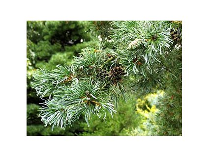 Pinus parviflora 'Glauca'  Borovice malokvětá 'Glauca'