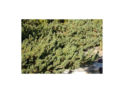 Pinus sylvestris 'Albyns'  Borovice lesní 'Albyns'
