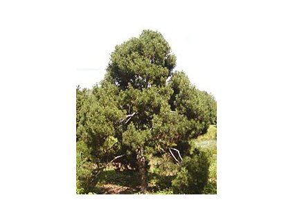 Pinus sylvestris 'Globosa Viridis'  Borovice lesní 'Globosa Viridis'