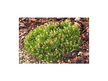 Pinus unicata 'Paradekissen'  Borovice blatka 'Paradekissen'
