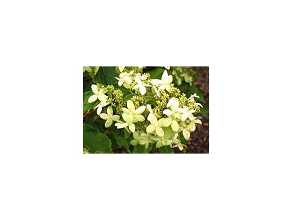 Hydrangea paniculata ´Praecox´  Hortenzie latnatá ´Praecox´