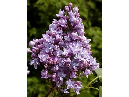 Syringa vulgaris ´President Viger´  Šeřík obecný ´President Viger´