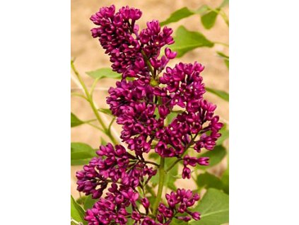 Syringa vulgaris ´Congo´  Šeřík obecný ´Congo´