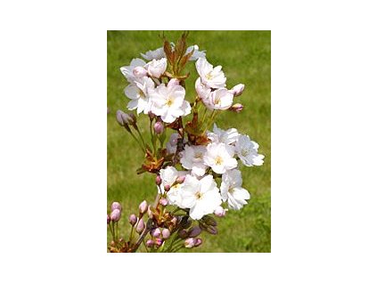Prunus serrulata 'Amanogawa'  Višeň pilovitá 'Amanogawa'