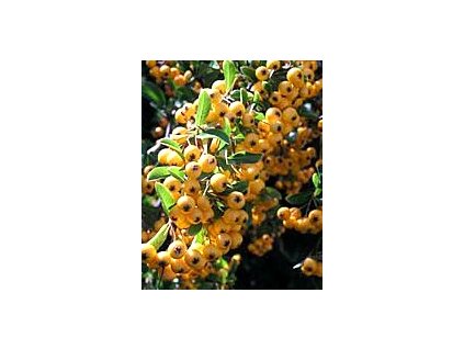 Pyracantha coccinea ´Soleid d'Or´  Hlohyně šarlatová ´Soleid d'Or´