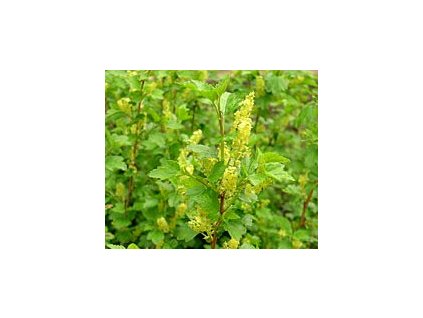 Ribes alpinum  Rybíz alpínský (Meruzalka alpská)