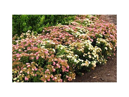 Spiraea japonica ´Genpei´  Tavolník japonský ´Genpei´