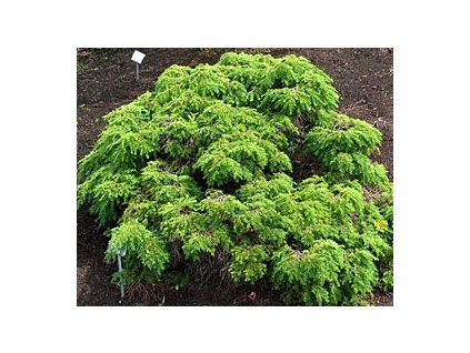 Tsuga canadensis ´Jeddeloh´  Jedlovec kanadský ´Jeddeloh´