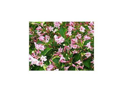 Weigela ´Styriaca´  Vajgélie ´Styriaca´