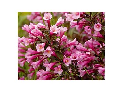 Weigela florida 'Purpurea'  Vajgélie květnatá 'Purpurea'