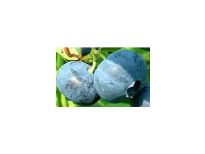 Vaccinium corymbosum Blue Crop  Kanadská borůvka Blue Crop