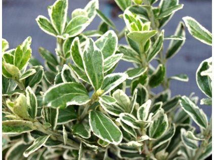 Euonymus fortunei 'Emerald Gaiety'  Brslen žlutopestrý 'Emerald Albus'