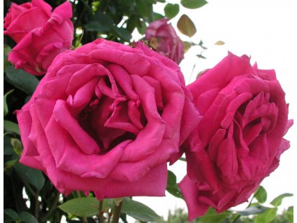 Rosa sytě růžová - pnoucí  Růže pnoucí Parade
