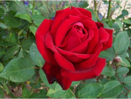 Rosa chrysler imp - velkokvětá  Růže velkokvětá chrysler imp