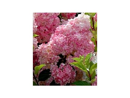 Hydrangea paniculata ´Vanille-Fraise´  Hortenzie latnatá ´Vanille-Fraise´
